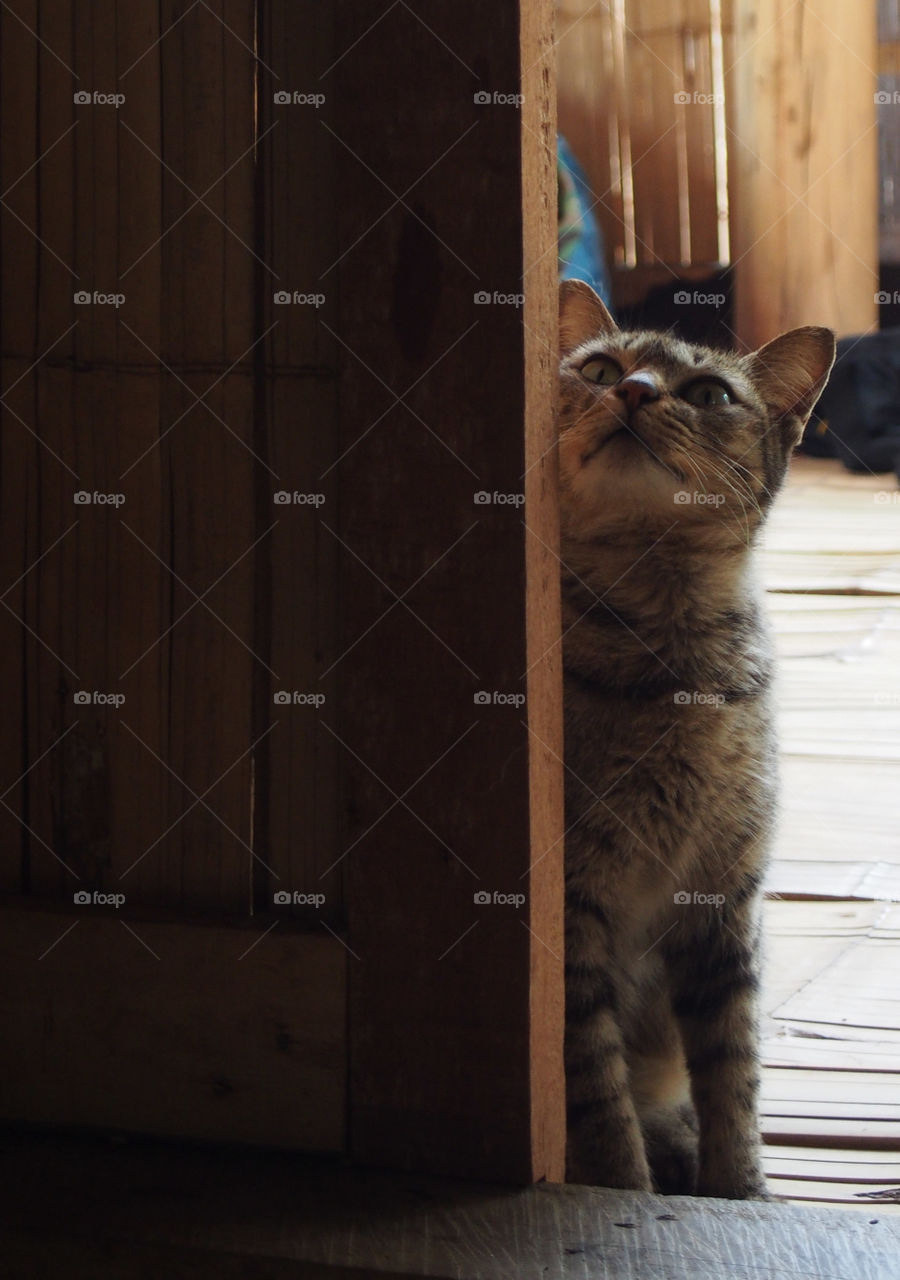 Domestic cat standing near door