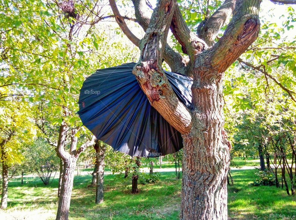 broken umbrella on a tree сломанный зонт на дереве