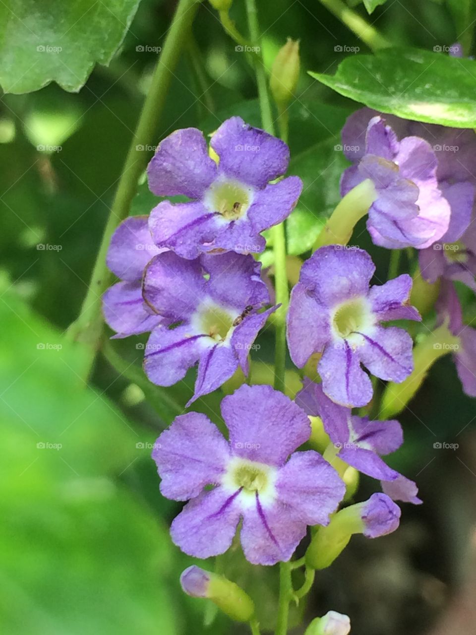 set of flowers