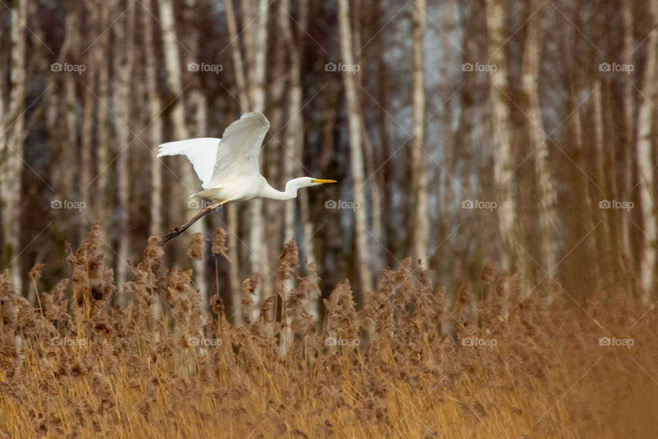 The great egret in flight. Ardea alba.