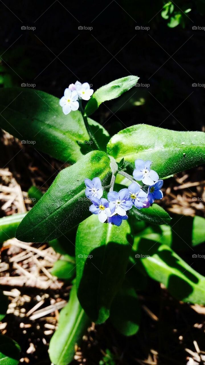 Flower
Forget me not