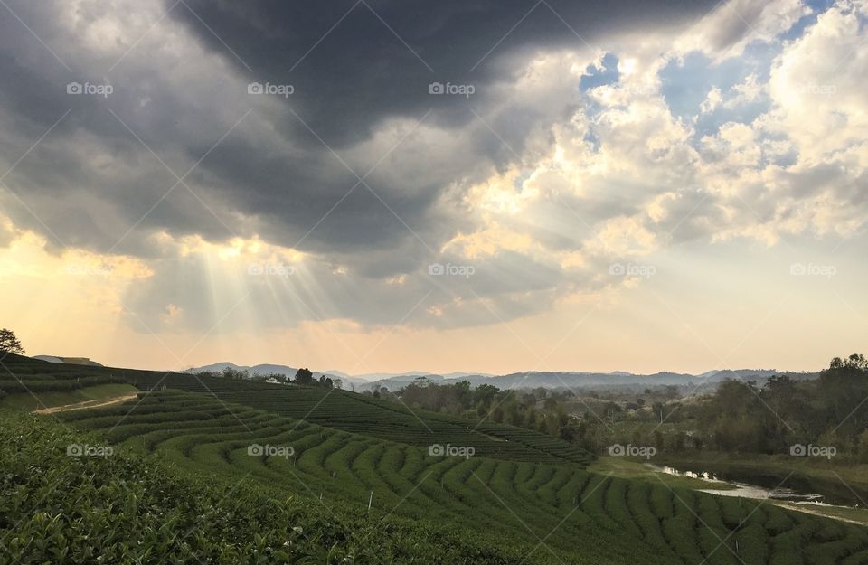 Chiang Rai/Thailand-Chui Fong Tea Plantation