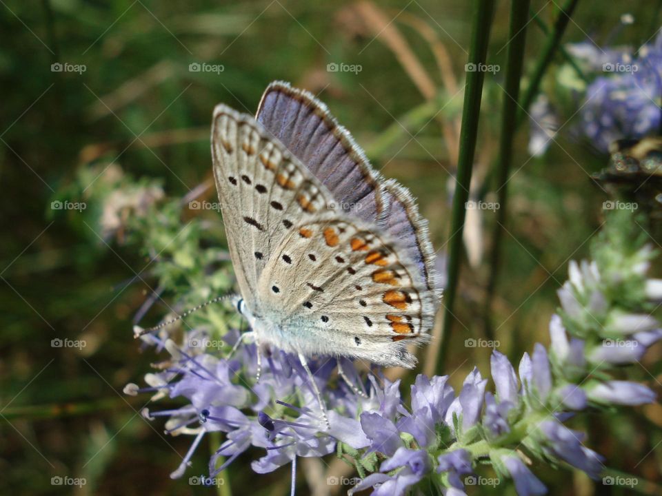 Blue butterfly on a blue flower