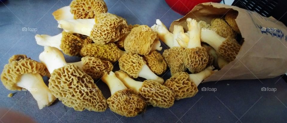 Freshly picked morel mushrooms