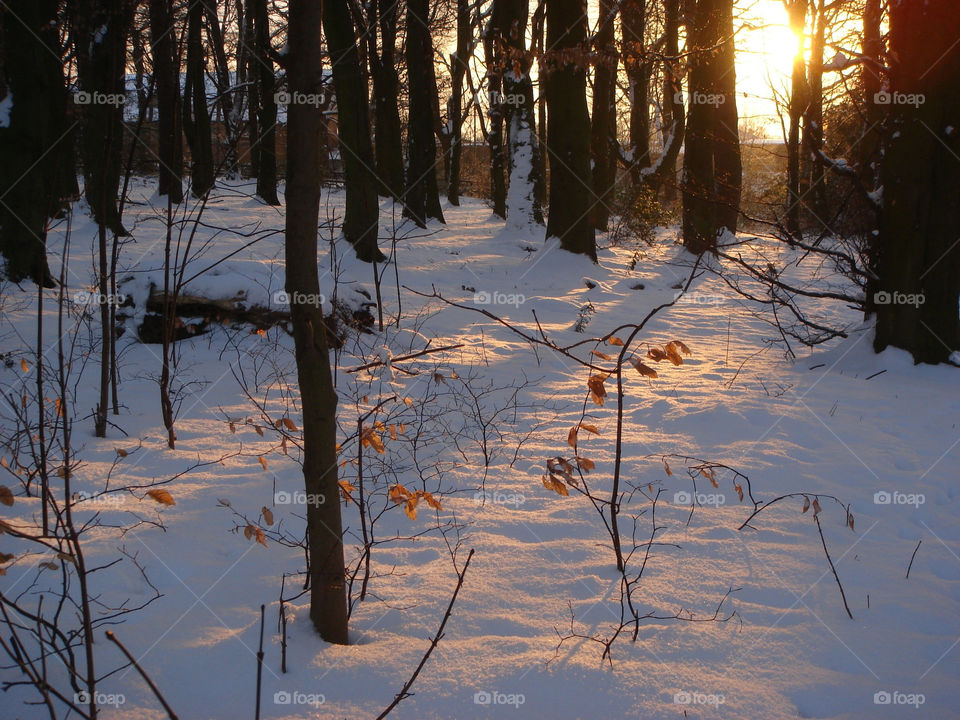 leeds light red tree by Bea