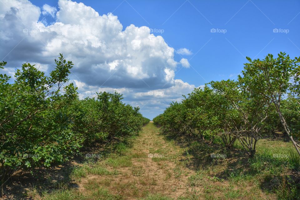 Scenic view of a nature