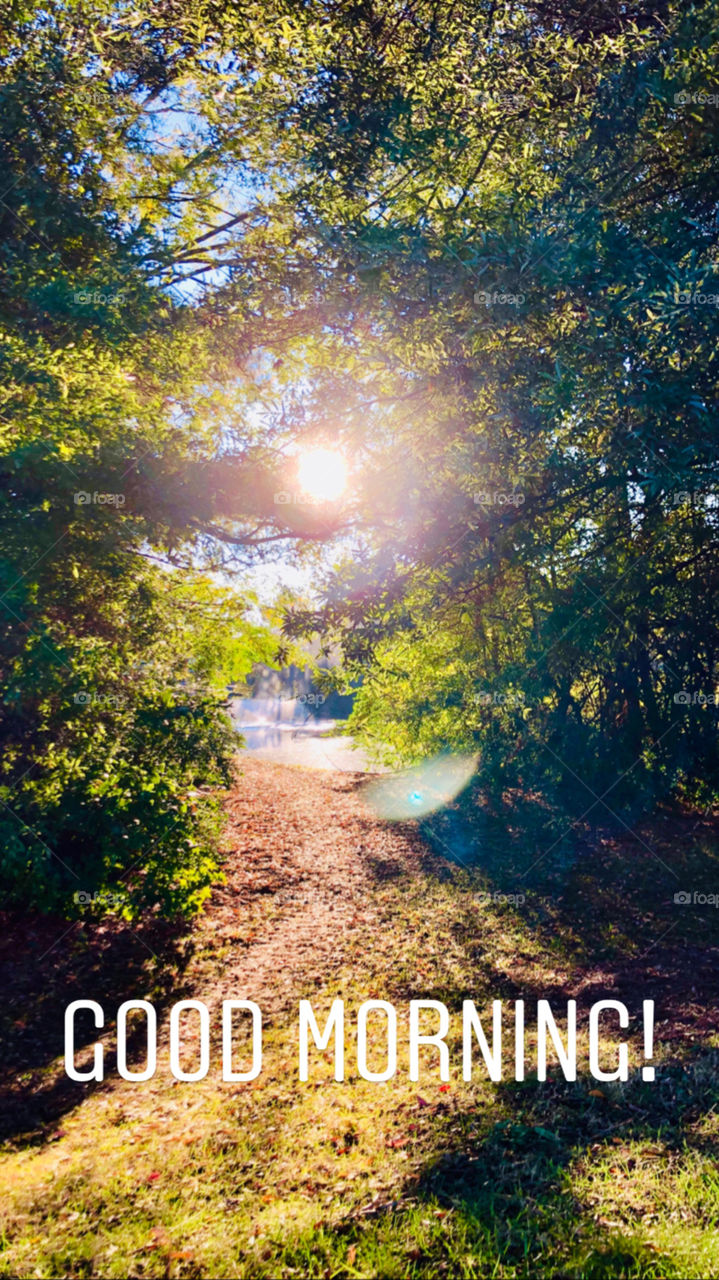 Sunlit trail