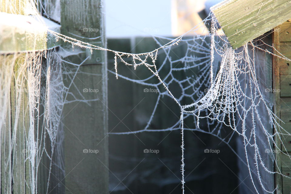 Spiders web marketing and the frost
