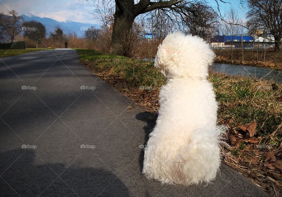 Bichon dog on the walk near river. Slovakia