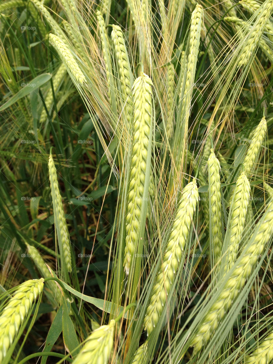field grass crop grain by sunnydee