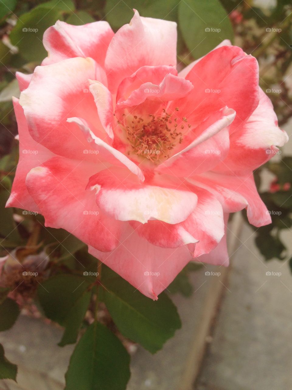 Pink Rose. Out for a walk in my neighborhood and I met a flower.