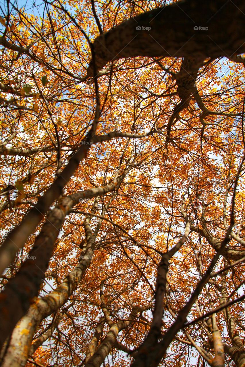 orange trees bottom view