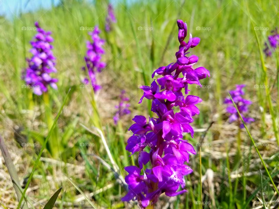 Wild orchid from Alvaret