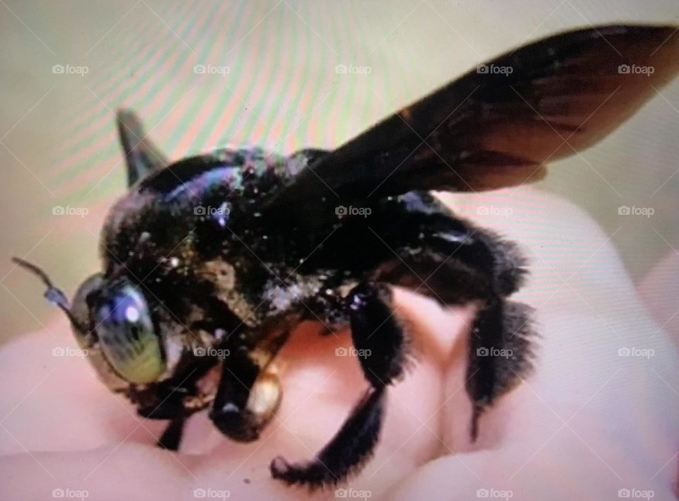 Hairy Footed Flower Bee