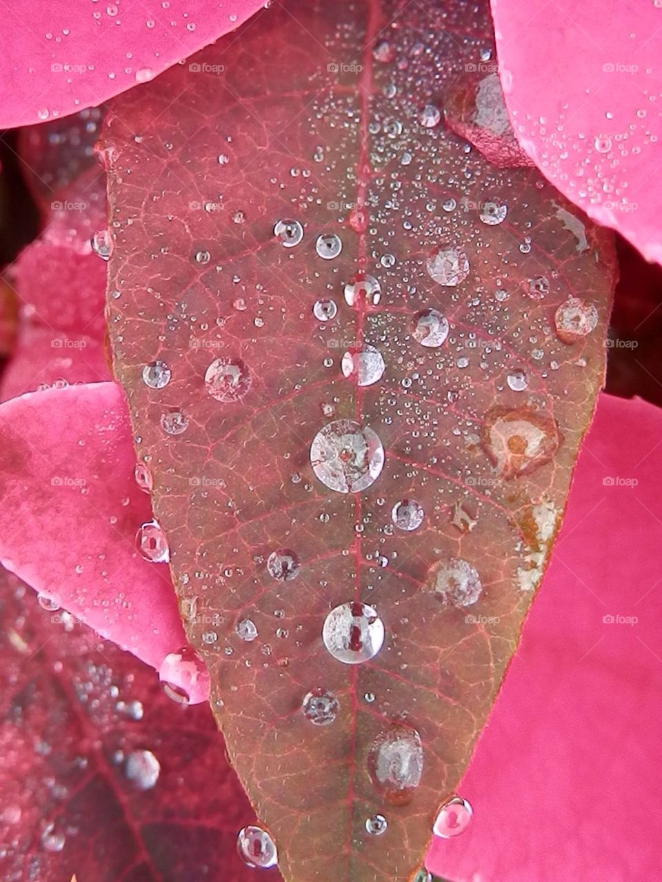 Raindrops