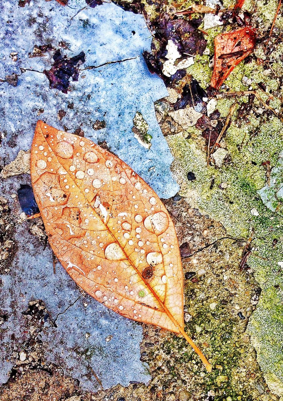High angle view of wet leaf