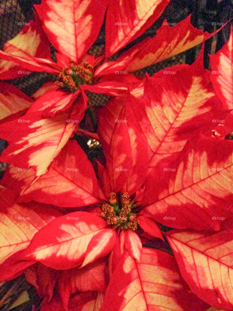 Red Christmas poinsettia