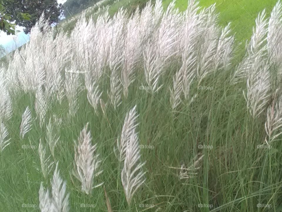 This is a very beautiful flower they're Called grass flowers.