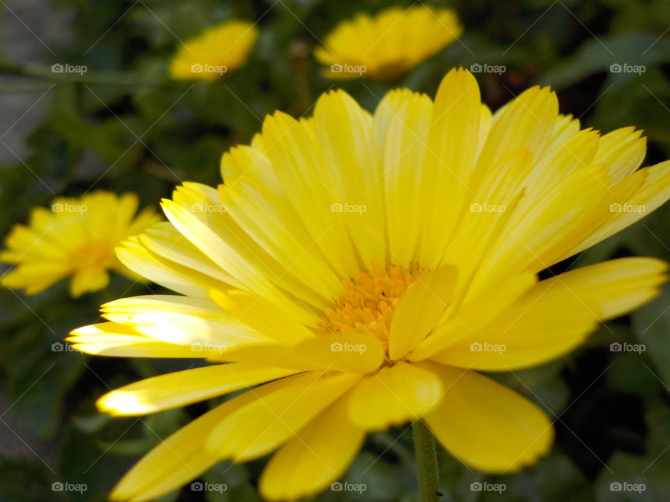 Sunny calendula 