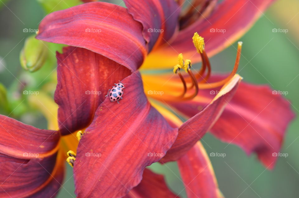 Ladybug on lily