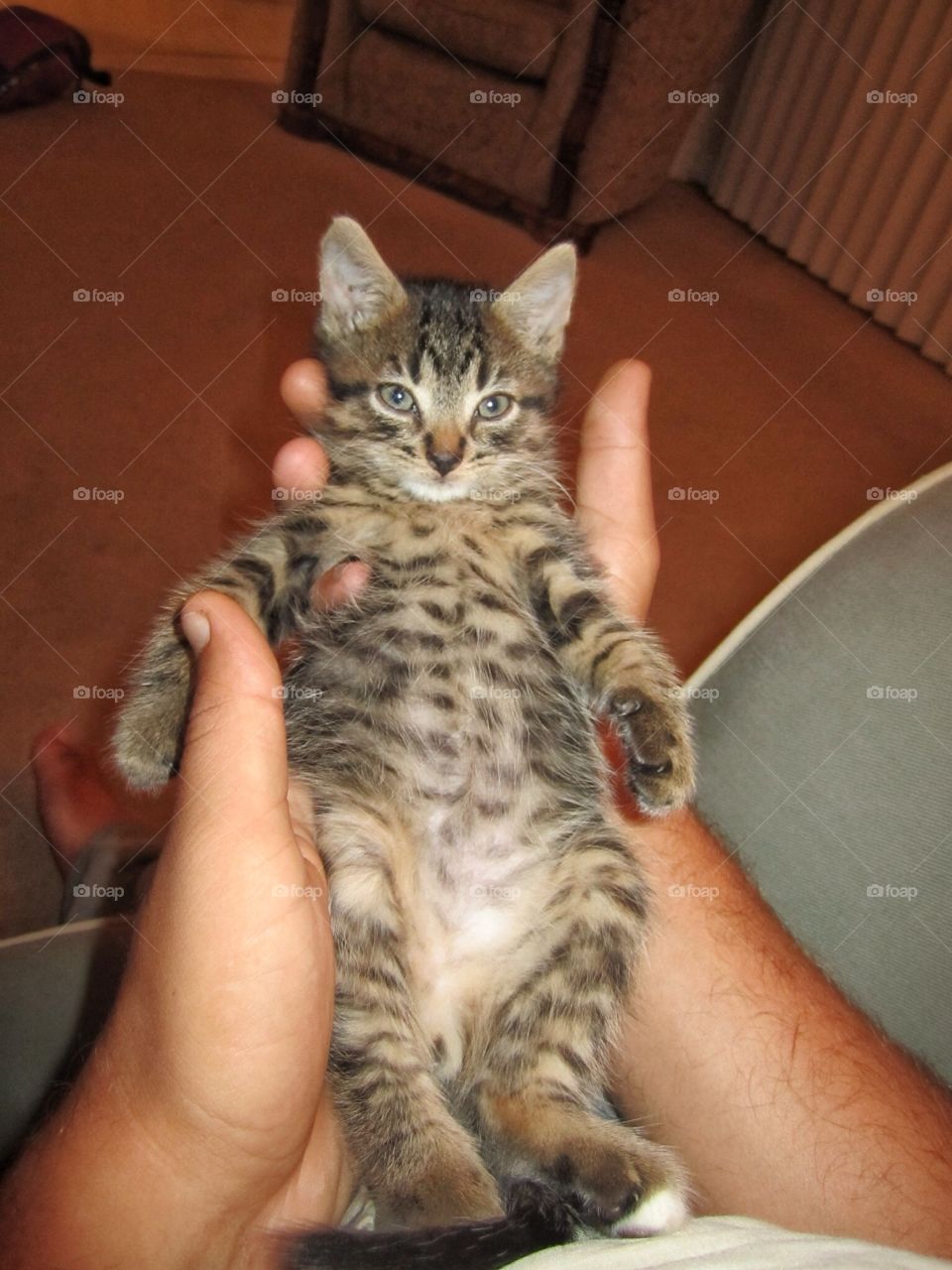 Kitten relaxing in his owners hands.