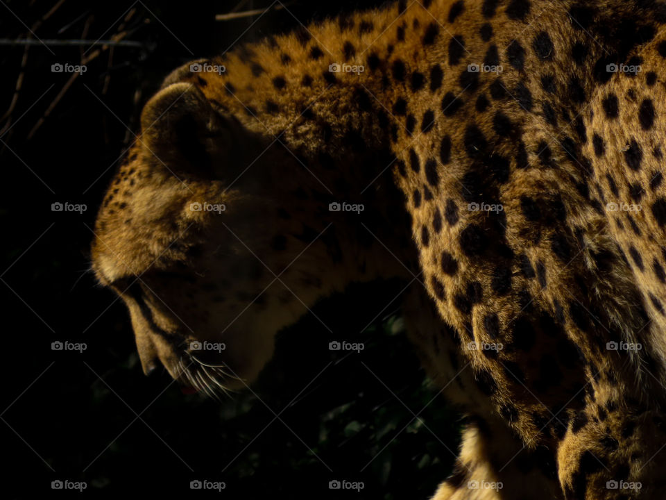 Cheetah in the shadows 