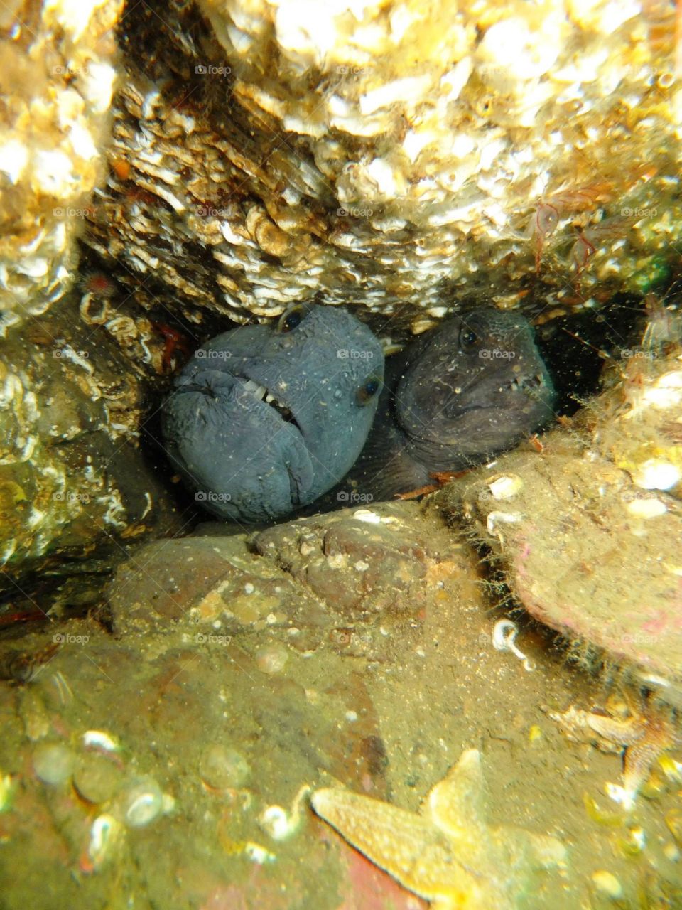 Wolffish couple