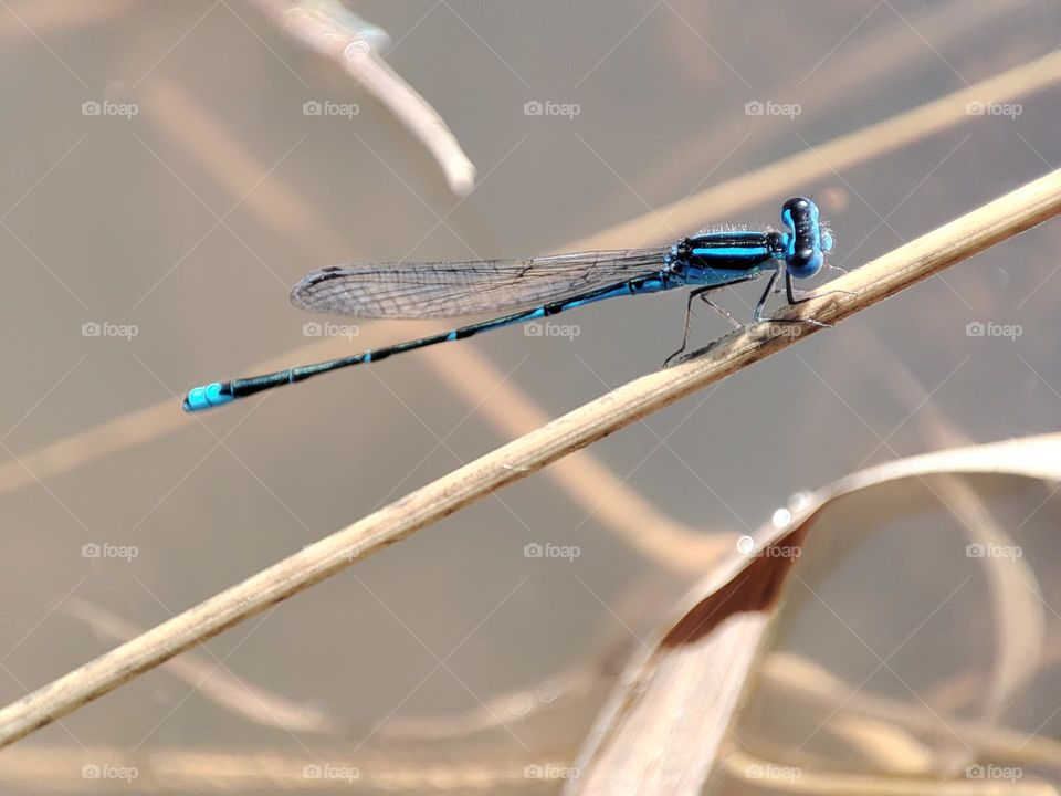 Blue Dragonfly on the river