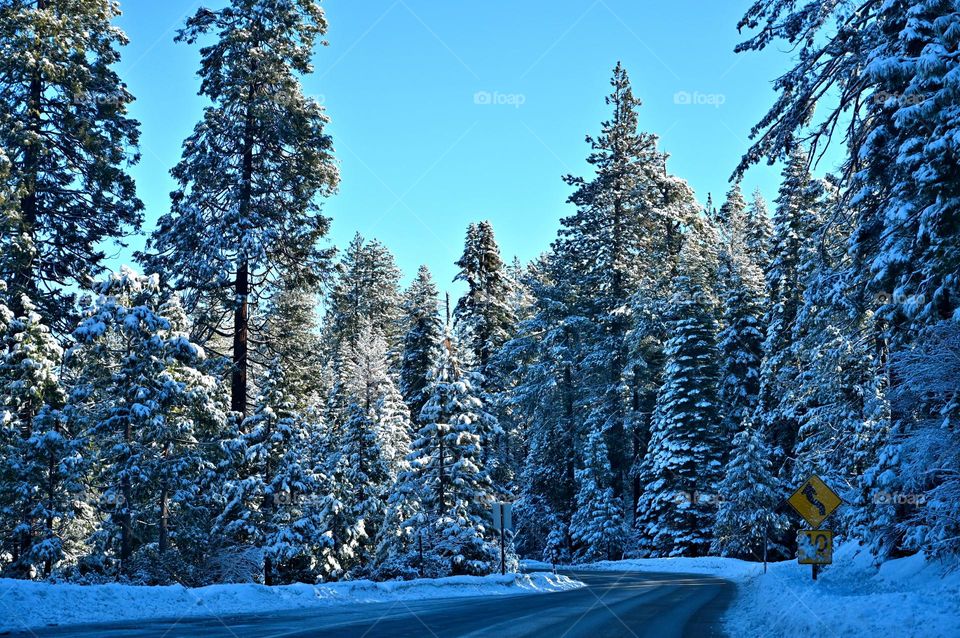 During the Winter at Pine Crest, California of Jan.1,2023 the road was slippery and wet but the forest was like winter wonderland ❄️