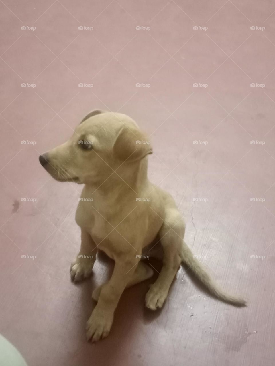 *ravarma*  Nostalgia, Puppy dog, Cute puppy