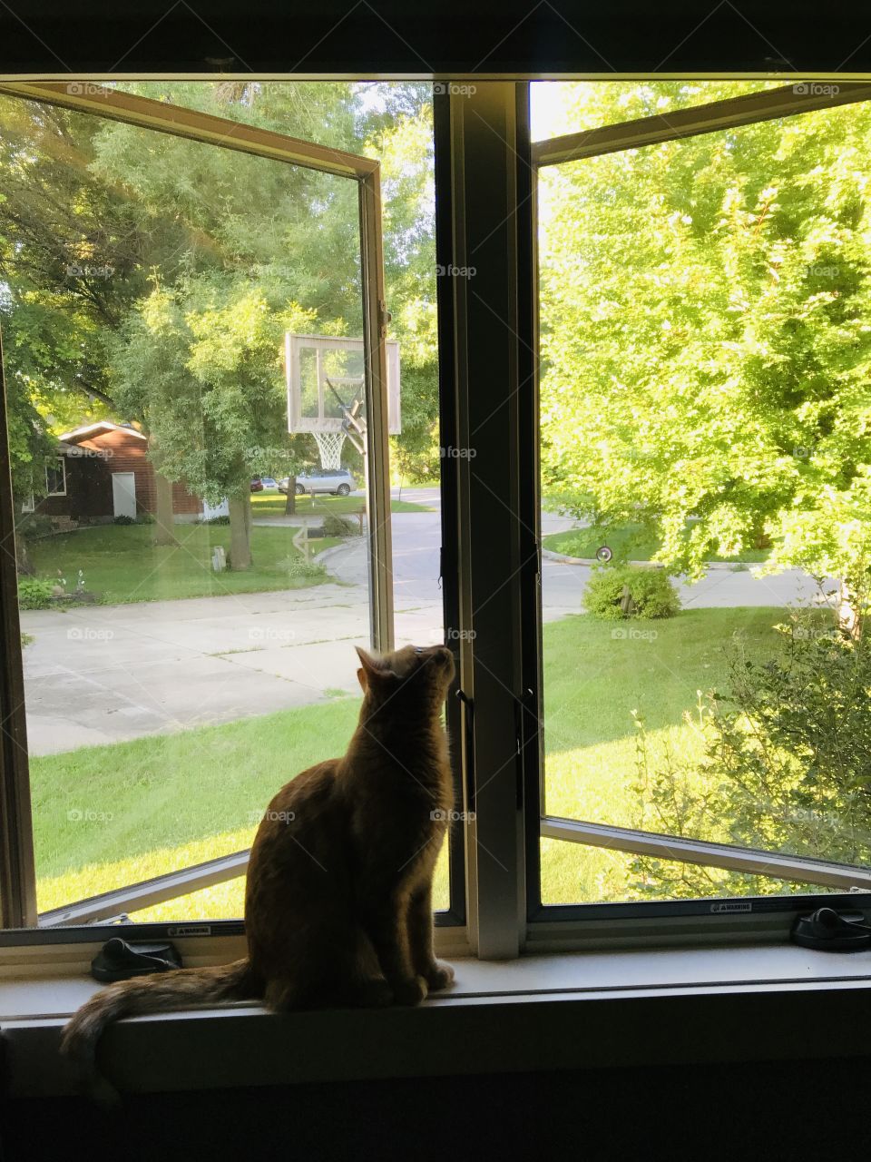 Darling orange tabby kitty cat sitting in rectangular shaped windows looking outside! 