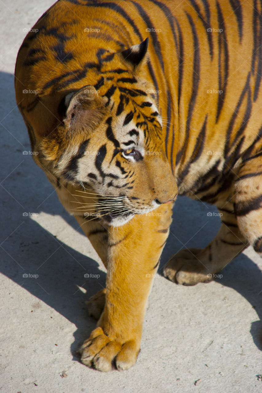 Close-up of bengal tiger