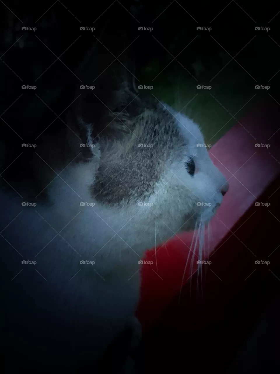 Cat..