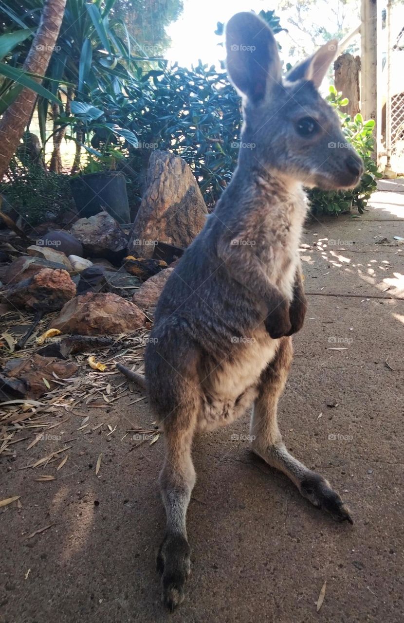 Kangaroo 🦘