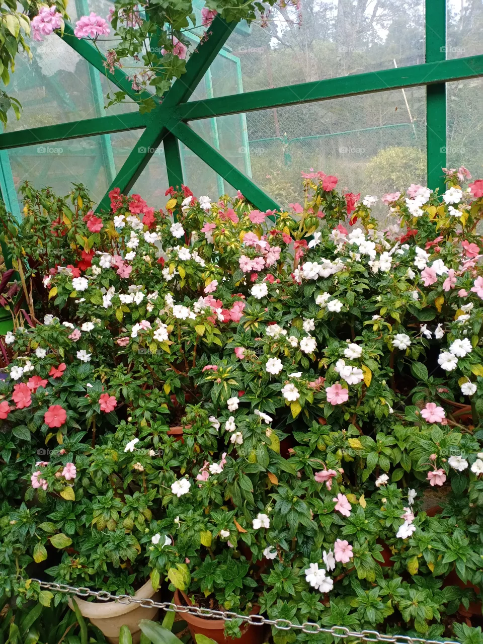 flowers