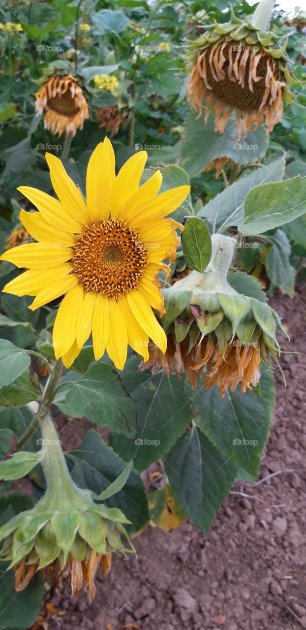 sunflower fall last one standing