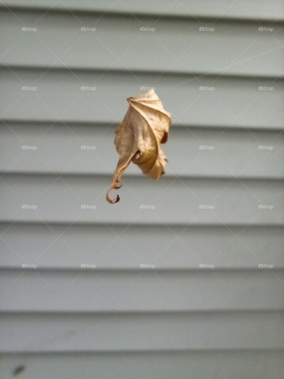 floating in suspension, the hovering leaf?!?