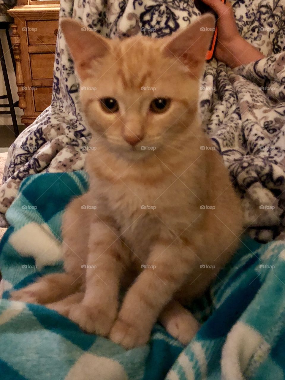 Sad-eyed ginger kitten on teal blanket