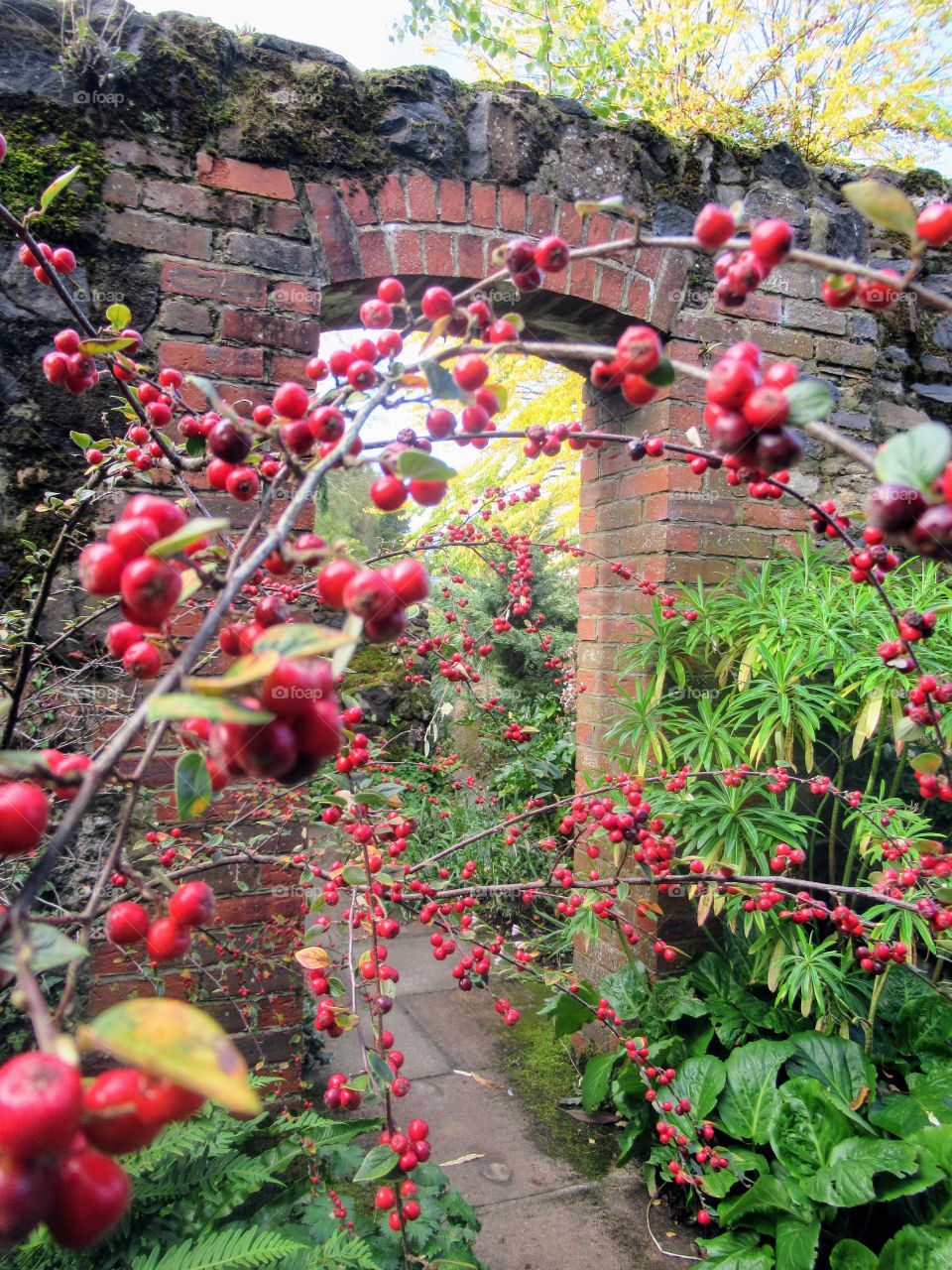 Vibrant Red berries