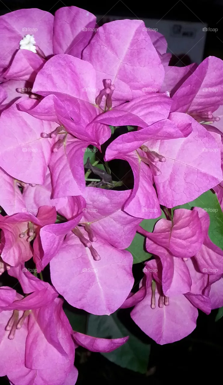 pink