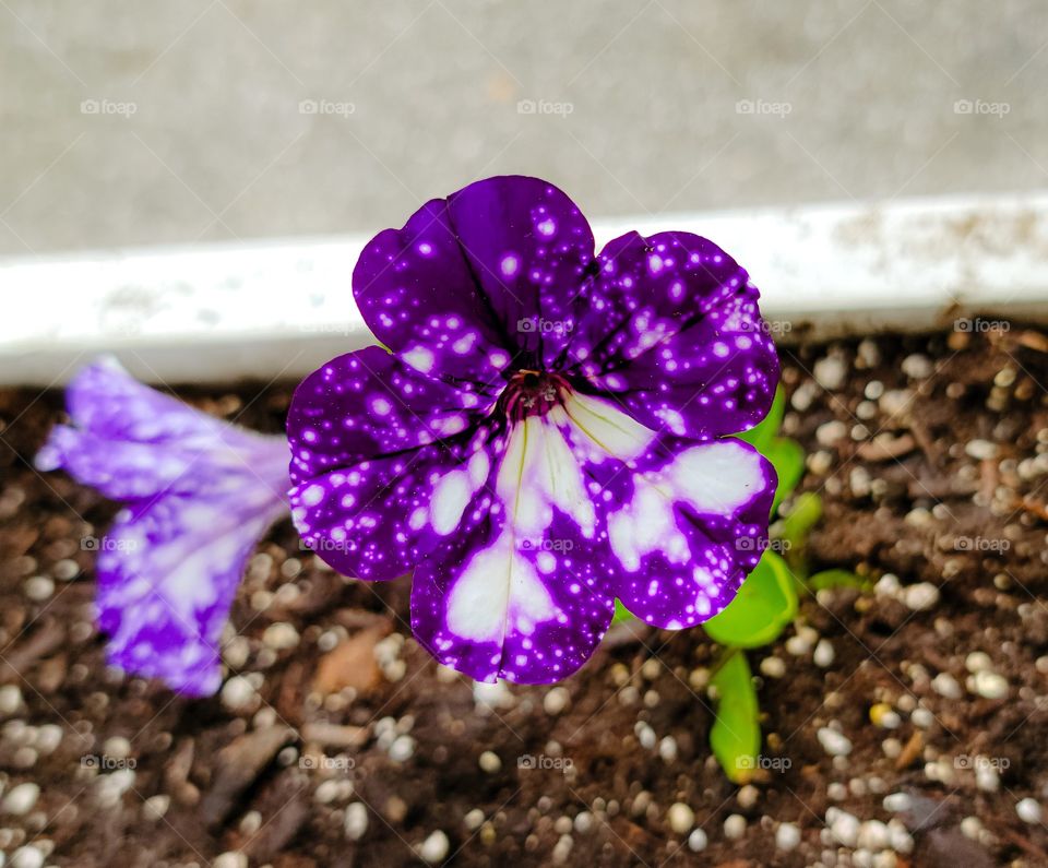 petunia in bloom with purple and white