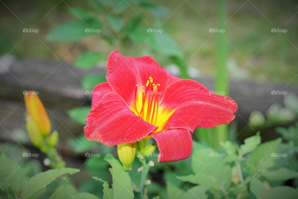 Red and yellow flower 