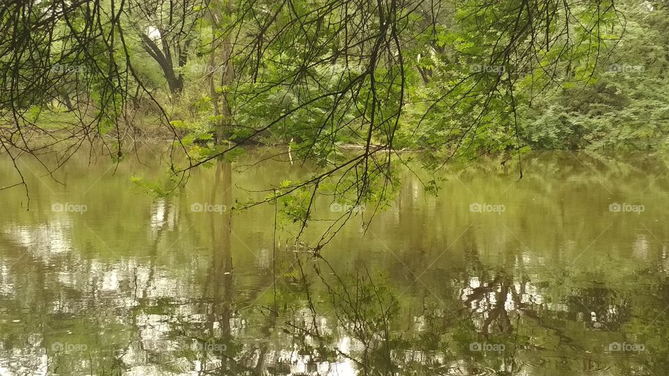 BRANCHES TOUCHING WATER