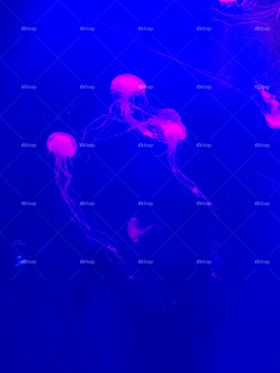 Pink jellyfish swimming in aquarium 