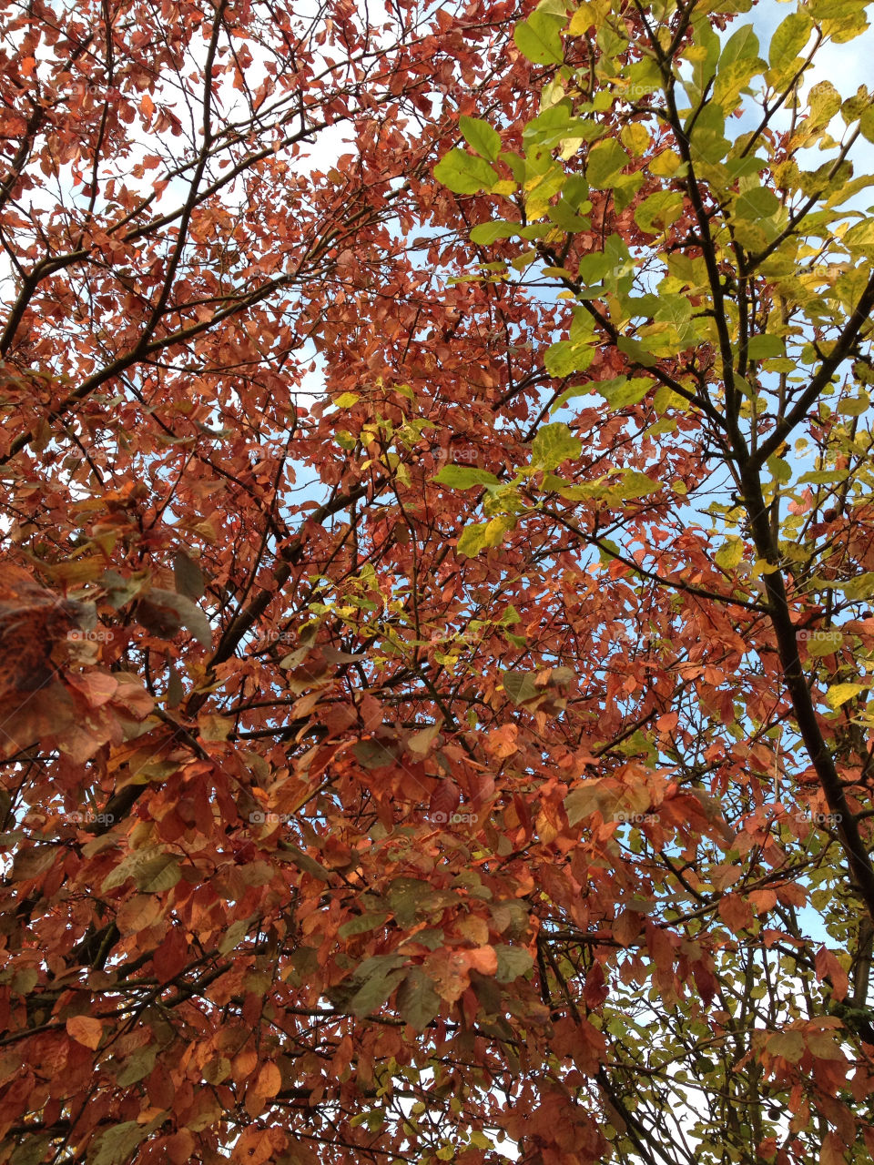 Fall, Leaf, Season, Nature, Tree