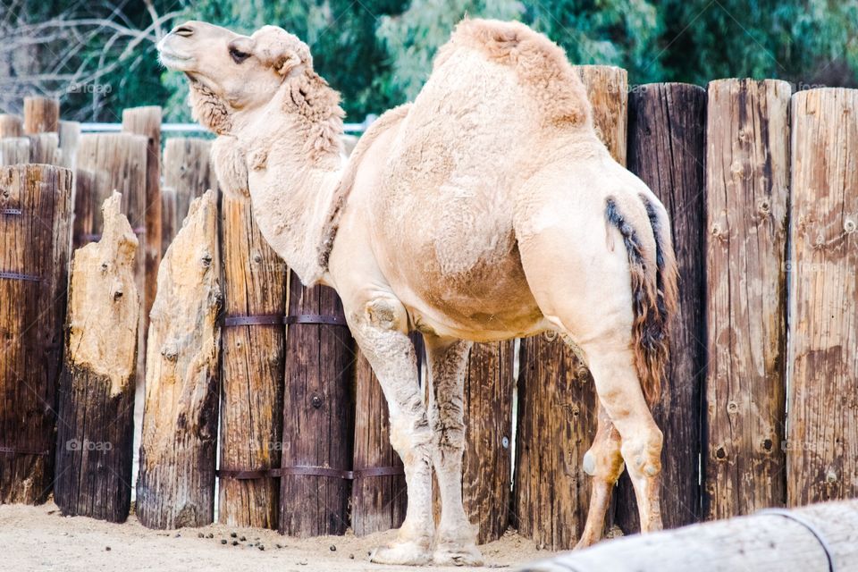 Camel