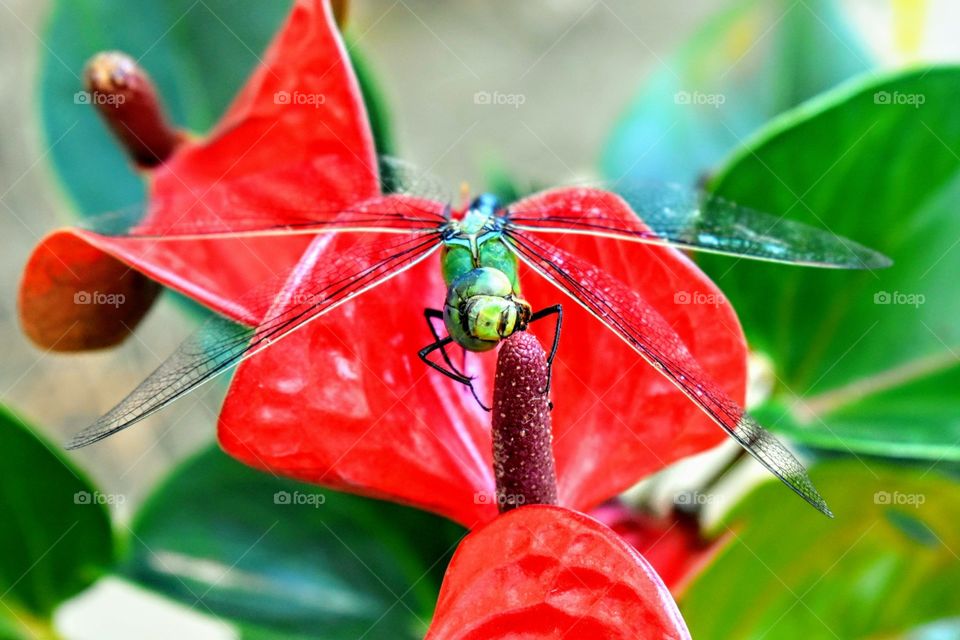 Dragonfly