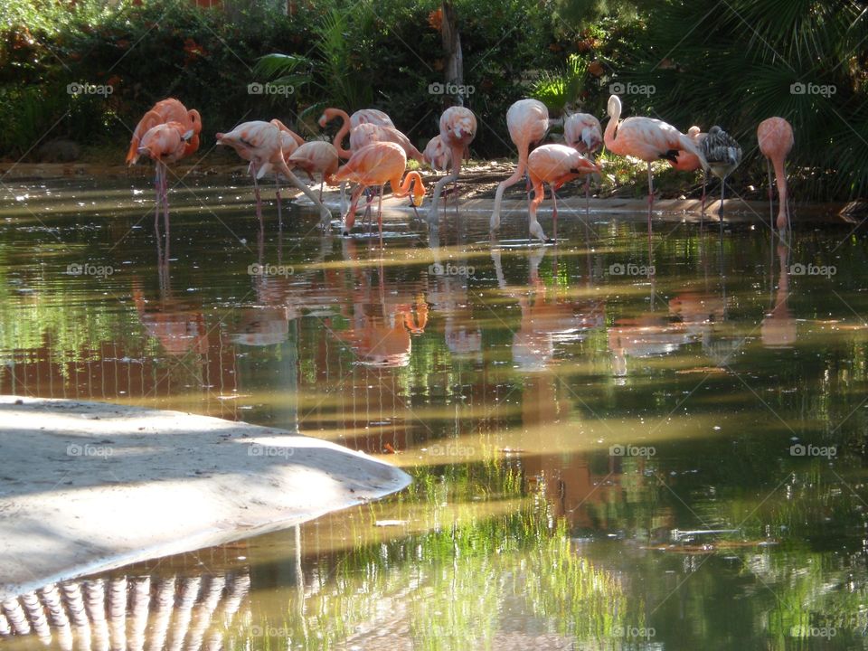 Flamingo eating in Spain