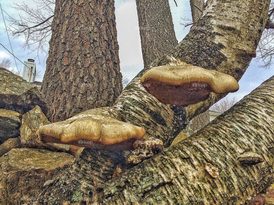 Birch Polypore... 