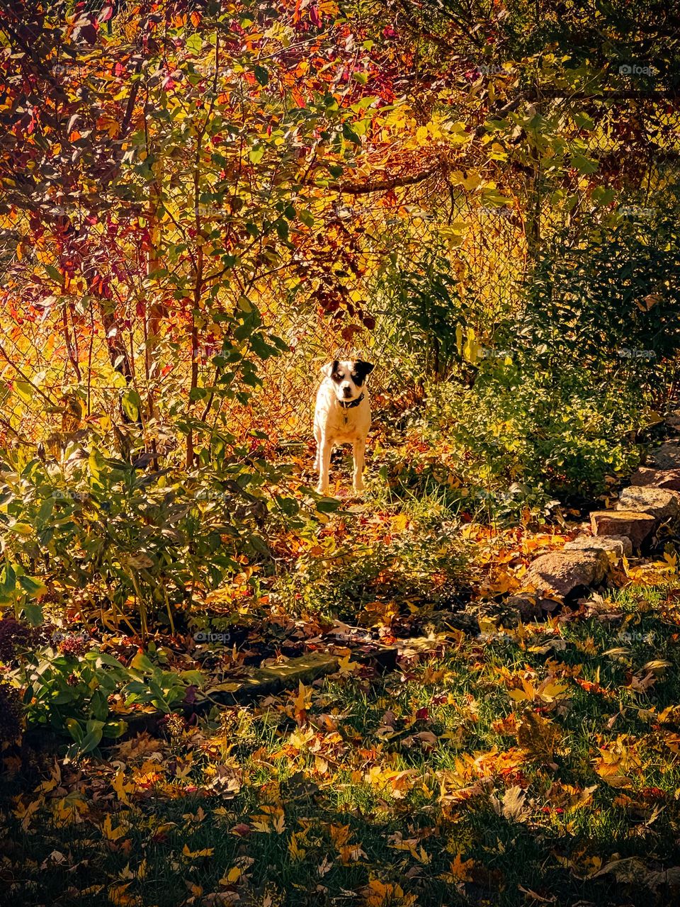 Cute little dog in an autumn garden in golden sunlight